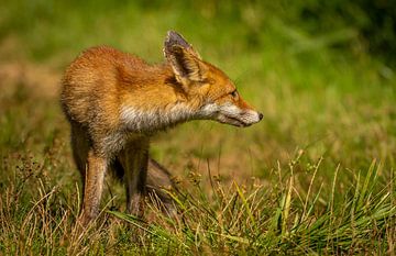 Curious young fox by Willem Van Norel