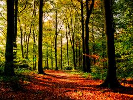 Waldweg