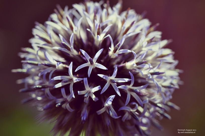 Just a flower... by Elly Michiels-Fleuren