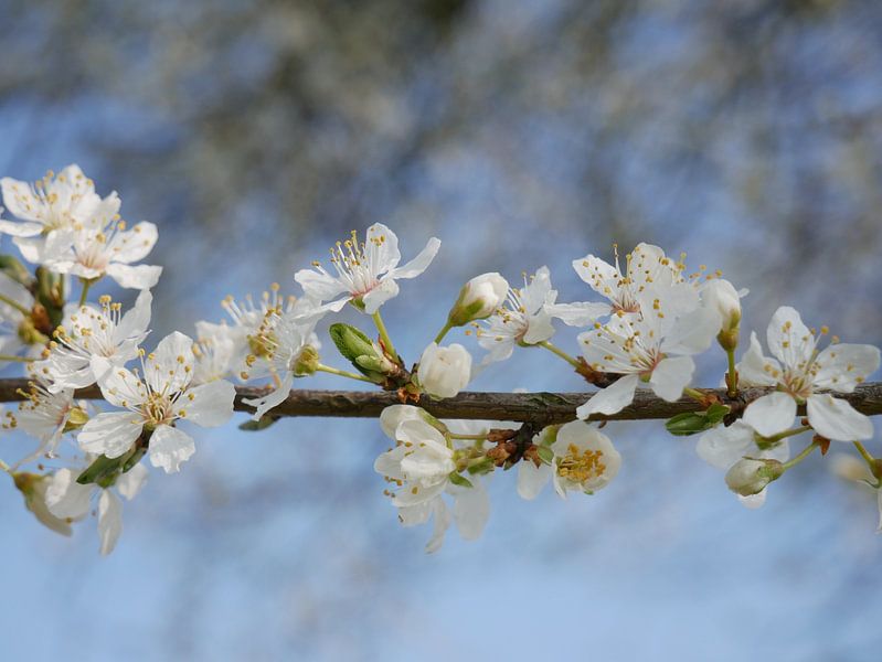 Frühlingsblüte einer Weihnachtspflaume von Wim vd Neut