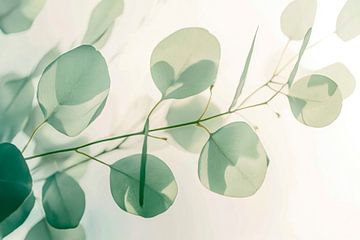 Eucalyptustak lichtspel van Poster Art Shop