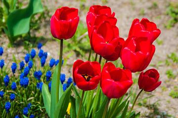 Rode tulpen en kleine blauwe bloemen van Norbert Sülzner
