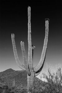 SAGUARO NATIONAL PARK Giant Saguaro