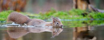 Zwemmende eekhoorn