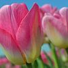 Rosa Tulpen im Zwiebelanbaugebiet/Niederlande von JTravel