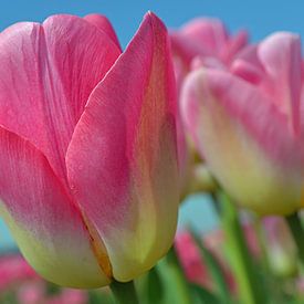 Tulipes roses dans la zone de culture des bulbes/les Pays-Bas sur JTravel