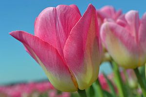 Rosa Tulpen im Zwiebelanbaugebiet/Niederlande