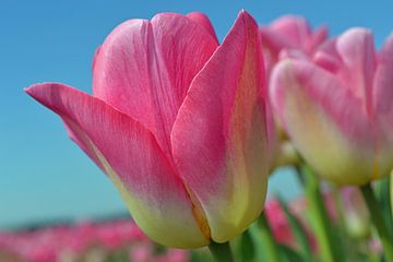 Roze tulpen in de Bollenstreek/Nederland