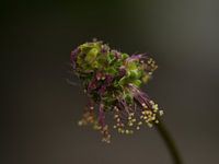 pimpernel