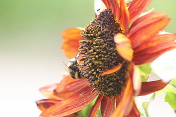 Rode Zonnebloem met Hommel van Nina van Vlaanderen