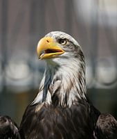American sea eagle