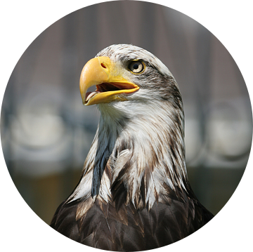 american sea eagle van Rick Nijman