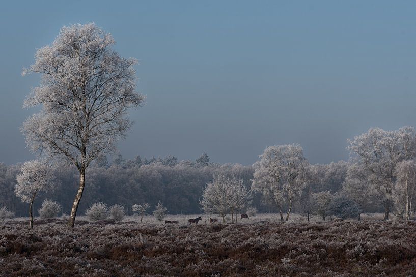 Winters landschap  met paarden op de Veluwe  by Cilia Brandts