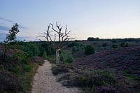 Heather in bloom on the Hoge Veluwe