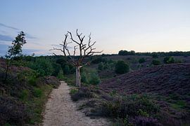 Blühendes Heidekraut auf der Hoge Veluwe