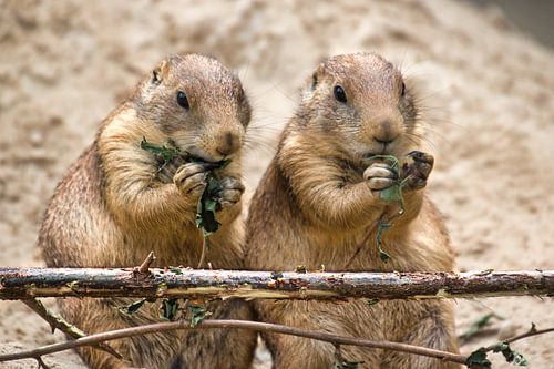 Gezellig samen eten. Dit zijn prairiehondjes