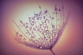 Pluis embrumé avec de l'eau sur Bert Nijholt