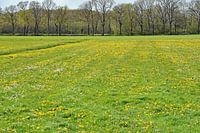 Bloemenweide en een biljartlaken