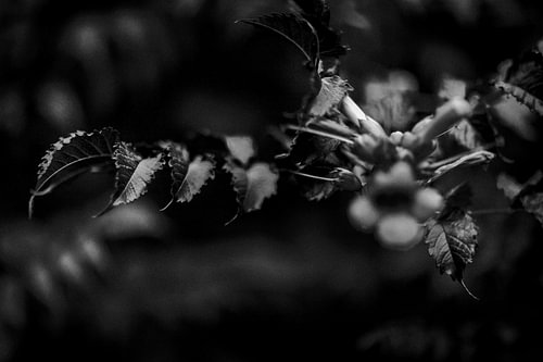 Botanica Noire n° 4 sur Inge Berken