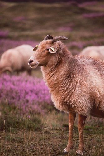 Schafe auf den blühenden Heideflächen bei Sonnenuntergang - 1
