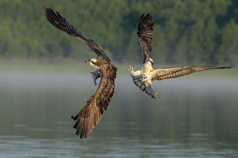 Ospreys in the light of the first rays of the sun by Jaap La Brijn