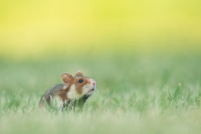 European field hamster by Vienna Wildlife