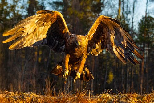 Aigle royal (Aquila chrysaetos), Aigle royal, Suède. sur Gert Hilbink