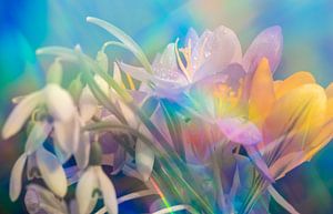 Frühlingsblumen, frische Träume in regenbogenfarbenen Soft-Touch-Farben von Jolanda de Jong-Jansen