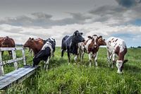 Curious cows