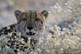Cheetah portret by Ingrid Boellaard