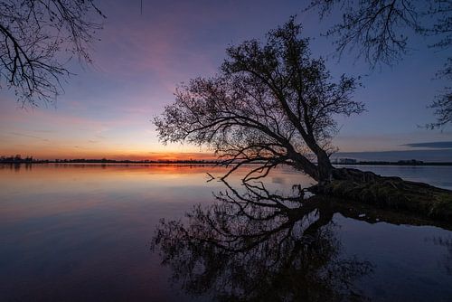 Zonsondergang bij rivieroever met karakteristieke boom