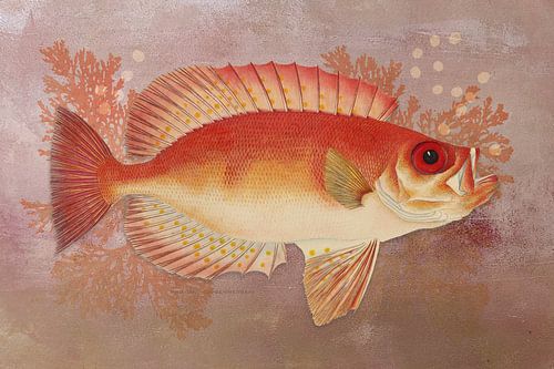 Poisson orange foncé sur corail