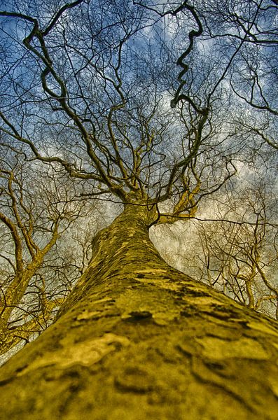 Endless tree by Edo van Kemseke