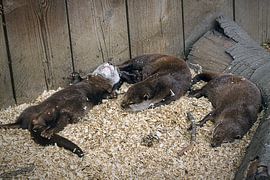 relax by richard admiraal