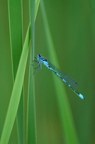 Blauwe libelle in het groen