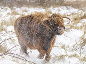 Schottischer Highlander im Schnee von Dirk van Egmond Miniaturansicht