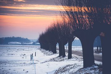 Knotwilgen in winterlandschap van Fotografiecor .nl