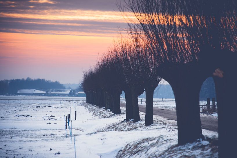 Silhouettes of willows in winter landscape by Fotografiecor .nl