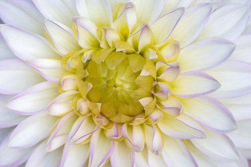 Witte bol dahlia in volle bloei laat de lente van zijn mooiste kant zien