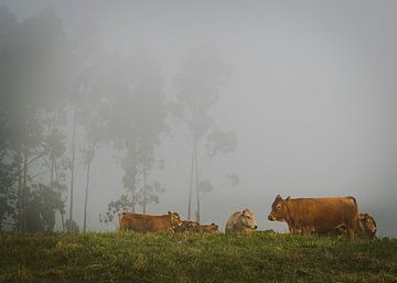 Cows in the fog by Willemijn Wolthaus