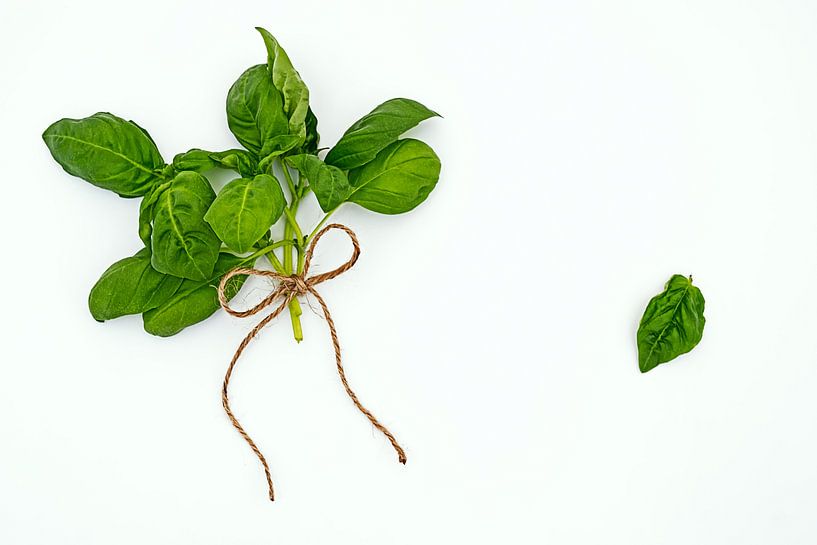 basil on white background by Anneliese Grünwald-Märkl