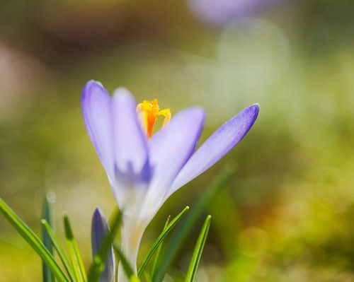 Macro van een krokusbloem