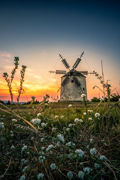 Steinmühle im Sonnenuntergnag Tez Unagrn mit Blumen von Fotos by Jan Wehnert