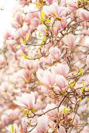 Magnolie von Leo Schindzielorz