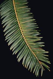 Sago palm by Stephanie Pfundt