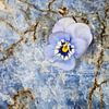 Blume aus Veilchen auf Edelstein Lapislazuli von Cor de Hamer