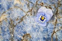 Bloem van viooltje op edelsteen lapis lazuli