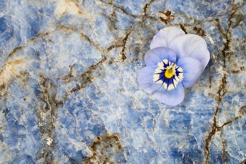 Blume aus Veilchen auf Edelstein Lapislazuli von Cor de Hamer