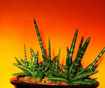 Kamerplant: Sansevieria Cylindrica Shabiki 6 von MoArt (Maurice Heuts)