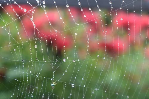 Een spinnenweb na de regen